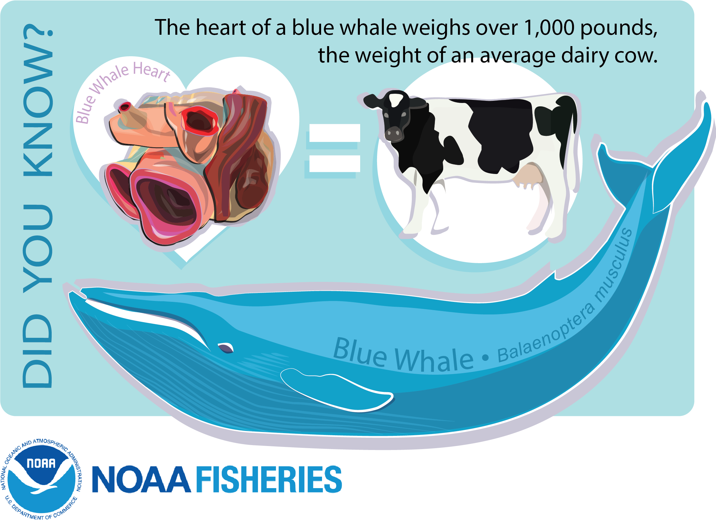 How big is a whale?