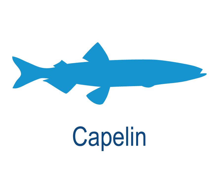 Capelin