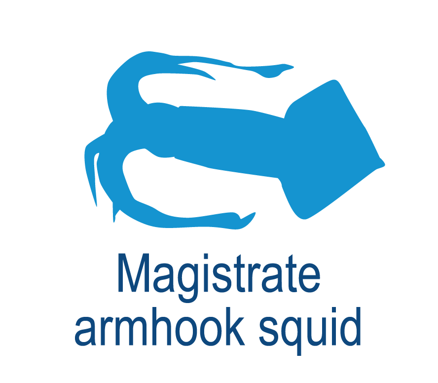 Magistrate armhook squid