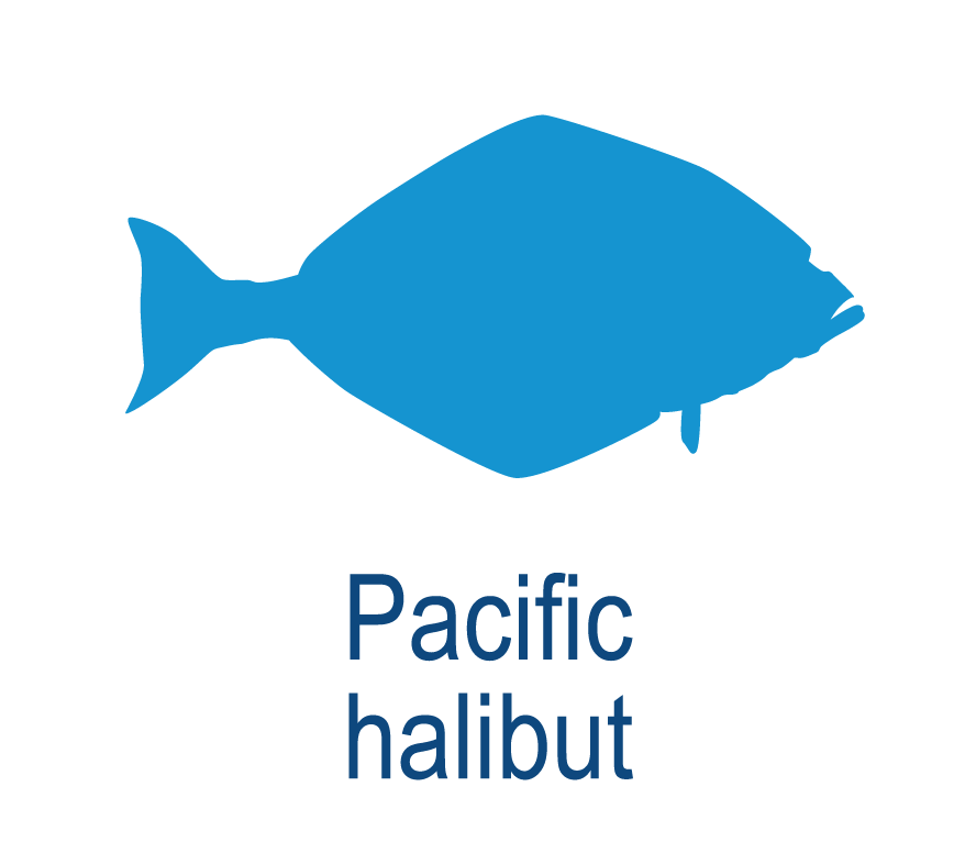 Pacific halibut
