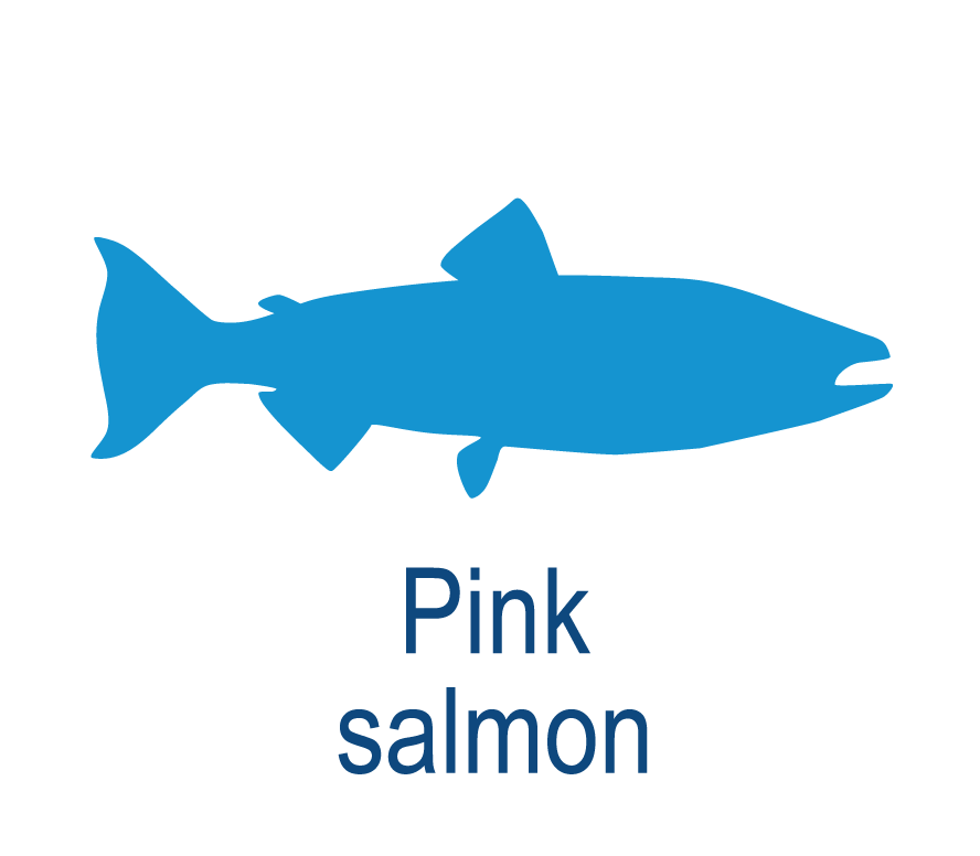 Pink salmon