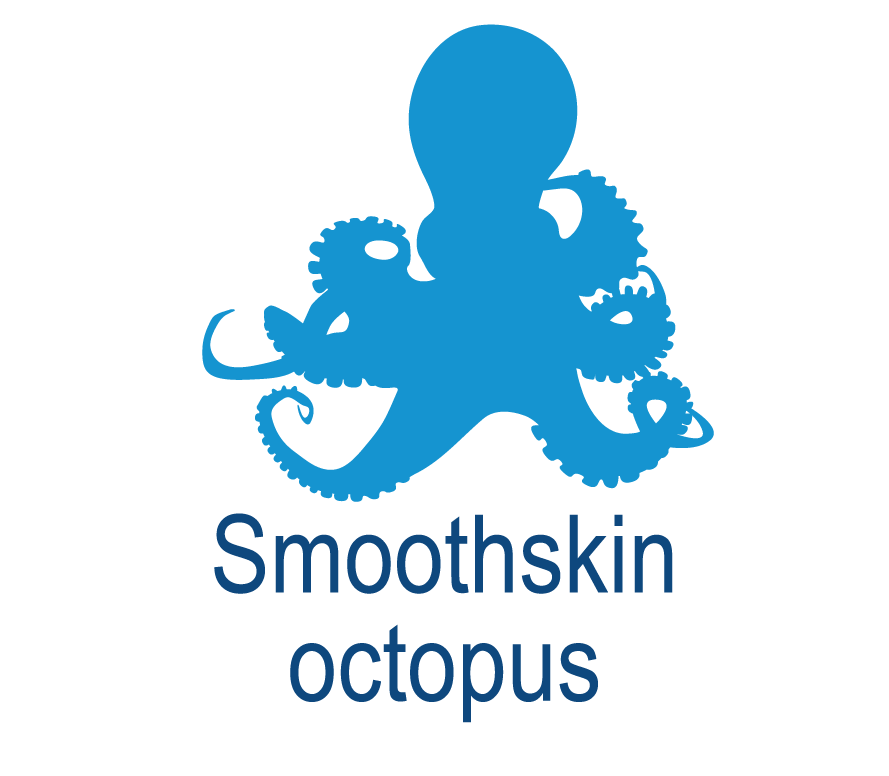 Smoothskin octopus