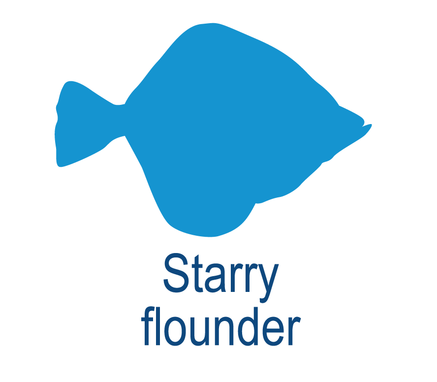 Starry flounder