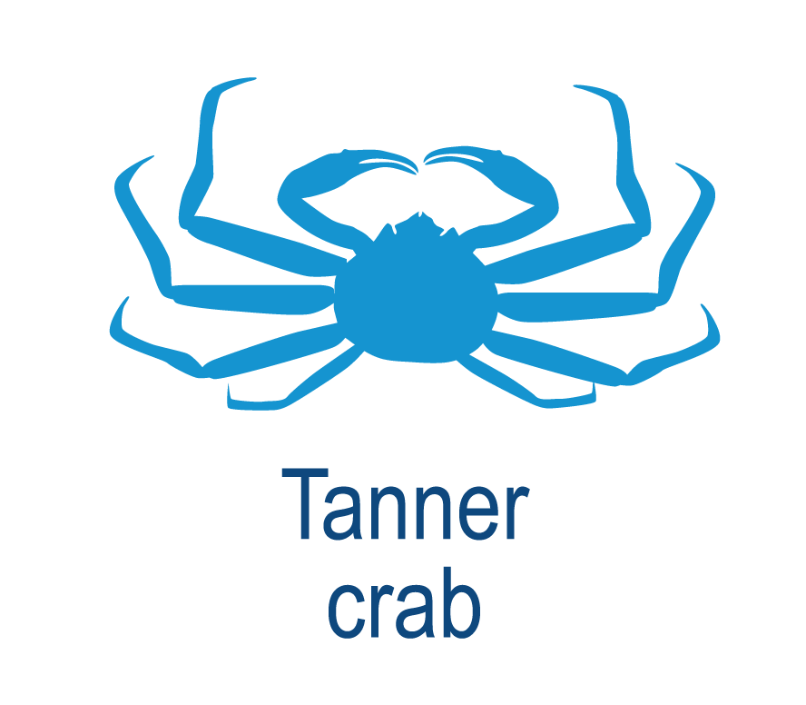 Tanner crab