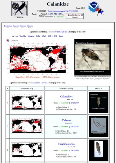 screenshot of the family Calanidae entry from COPEPEDIA