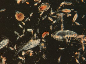 image of zooplankton